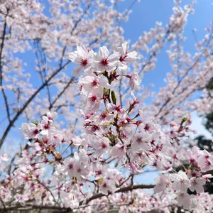 セミドライ 5x3 クラシックスタイル 【値引き交渉OK】 - メルカリ