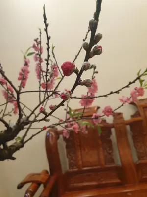 超希少！Colnago ×Ferrari モデル！MTB」▫️上野付近引渡し限定