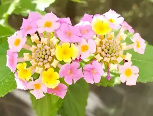 Bernardaudベルナルドプレート PrinceBleuプランスブルー - メルカリ