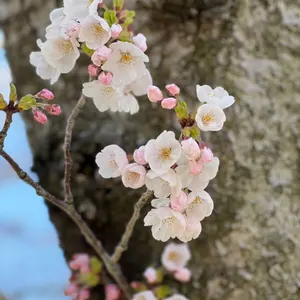 山田利吉 華絵札 54点 忍たま乱太郎 華絵札 色紙コレクション 山田利吉 - メルカリ