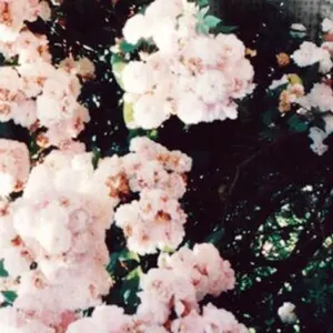 極美品✨ファビアナフィリッピ シルク混 チュールロングスカート