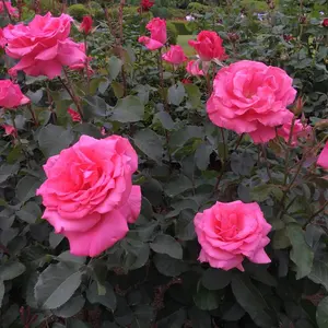 コウノドリ 全巻 1-32巻 鈴木ユウ - メルカリ