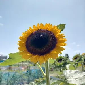 むーむー