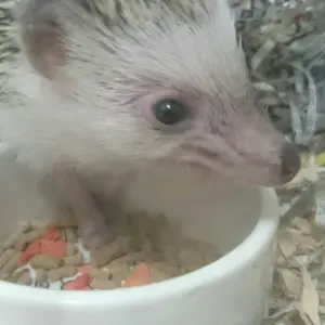 今峰ライト ワット数調整可能 最小50w～最大94w程度 HID ライト