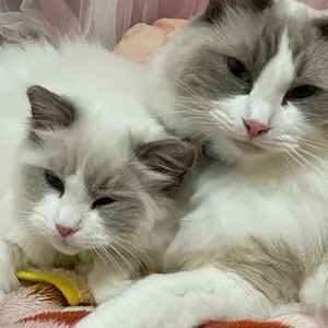 切売 708★ 海外 マスキングテープ マステ PET 装飾 動物 猫 贝壳光 切売 745☆ 海外 マスキングテープ マステ PET 装飾 動物 猫 贝壳光