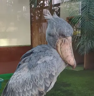 11年 9D レッドウィング ワーク チャッカブーツ アビレーンラフアウト 11年 9D レッドウィング ワーク チャッカブーツ アビレーンラフアウト