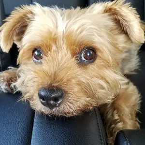 ギャンブラー スリックワーム 4インチ 104本 レア 廃盤 ポパイ - メルカリ