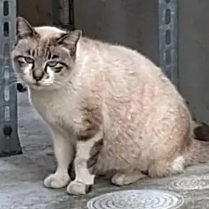 備前百会炎 ほうろく灸 - メルカリ