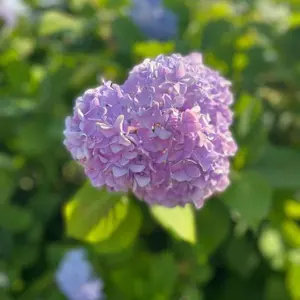 オルテガ ホースキックプロ【動作確認】弾き語りのお供に！ - メルカリ