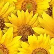 日本未入荷廃盤激レア！ トムフォードコスタアジューラ パルファン