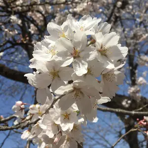 美品】茶道具・蓋置｜萬古焼・加賀瑞山（土耳古水玉透） - メルカリ