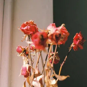 suchmos / Twice (Day) 【廃盤,自主制作,LIVE会場限定】 - メルカリ