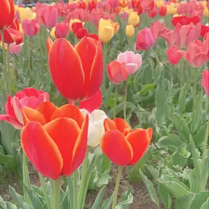 ツイステ 一番くじ 第七弾 エース・トラッポラ 缶バッジ - メルカリ
