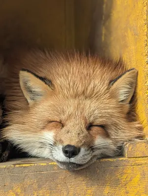 ポケカ まとめ売り ar ma ミラー メガゲンガー、コダック、リーリエ等