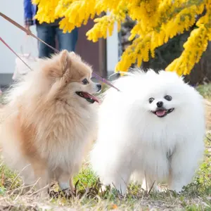 POPO♡フォロー割あり♡おまとめ割あり