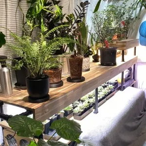 ユーフォルビア プルビナータ 大群生 木質化 ユーフォルビア プルビナータ 大群生 木質化