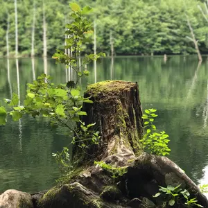 カサーティ　ゴールドライン　フルカンパ　新品　レア カサーティ ゴールドライン フルカンパ 新品 レア - メルカリ