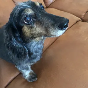 期間限定値引き12/21まで ステイゴールド カラビナ付きぬいぐるみ