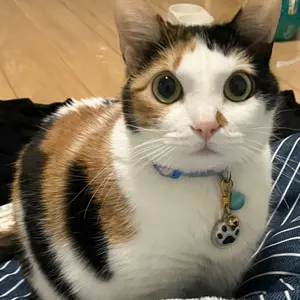 ラブブのF1フェラーリレースウェア （ラブブは含みません） - メルカリ