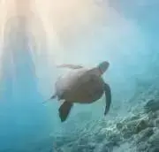 イリマ レイ ⌘