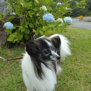 極美品　セルジオロッシ　PRINCEパテントローファー　35 プリンス 極美品 セルジオロッシ PRINCEパテントローファー 35 プリンス