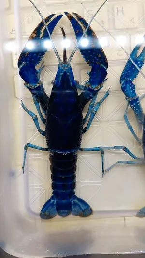 メタリフェルホソアカクワガタ 標本 ペレン産　ブルー 83ミリ WD ラベル有 メタリフェルホソアカクワガタ 標本 ペレン産 83ミリ WD ラベル有