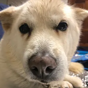 長岡式バックロードホーンスピーカー　D37改 高額買取実施中!!】長岡鉄男 D-37式 自作 バックロードホーンタイプ