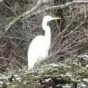 リースモモキング デッキ 赤緑 ジョーカーズ おまけ付き - メルカリ