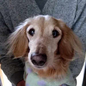 ☆展示品or在庫品☆SPEAR ハヌマーンクイーン エメラルドグリーン