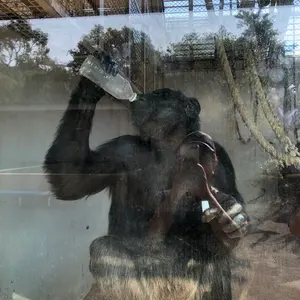 ⭐︎新品同様品⭐︎モルクシザーセニングclip20G Specialダブル