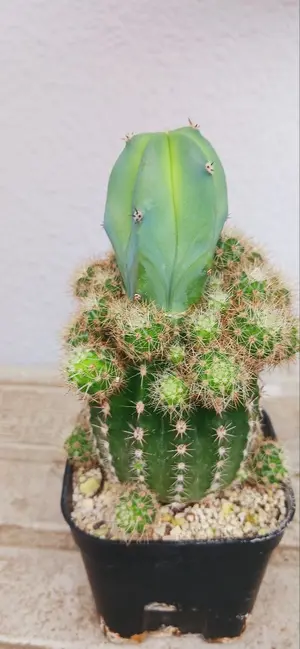 夏木戸