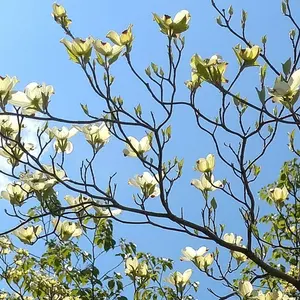 新世紀エヴァンゲリオン カードダス2弾 No.58[プリズム]渚カヲル 2枚