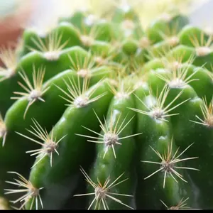 くるくる
