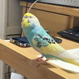 ☆rara ご確認用 トイプードル ブラウン お正月わんこ 羽織袴 - メルカリ