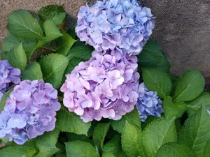 値下げ中✨ヴィンテージ❤️Villeroy&Boch✨初代アカプルコ 昭和レトロ