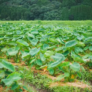 大分県産・自然栽培【無農薬・無肥料】生姜 1キロ 土付きです