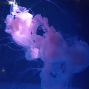 劇場版「空の境界」コラボ 煙龍デザイン ライター - メルカリ