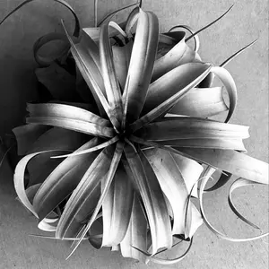 特大］メロカクタス クルビスピナス ドライガーデン - メルカリ