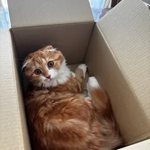 笑の泉 岡田茂吉 世界救世教 - メルカリ