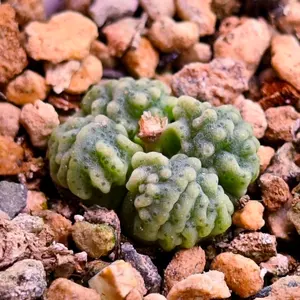 コノフィツム カルキュルス バンジリー SH433 キズあり - メルカリ