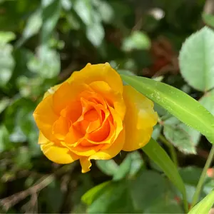 琉球胡坐焼 やちむん 照屋佳和 陶器 花瓶 六角形 魚 草花図 沖縄 共箱