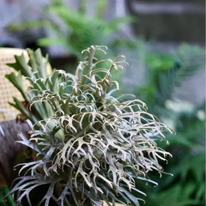 残り1株P. willinckii ‘sweet moon’ sporeling P. Willincki cv.Sweet moon sporeling - メルカリ