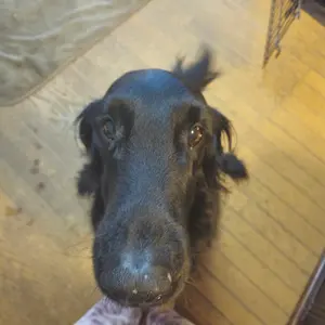 わい(〜18日発送不可)普通便26再開