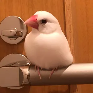 広*瀬様 i*様 LES SIX レシス ウールジャケット - メルカリ