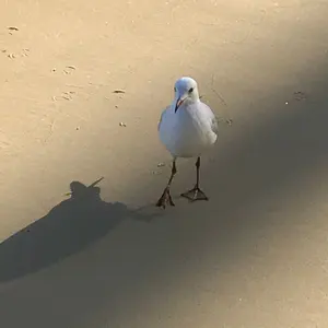 激レア ストロングカレント サーフボード フィッシュテール - メルカリ