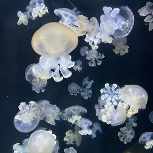 psa10 ナッシー 海からの風 アンリミ ホロ - メルカリ