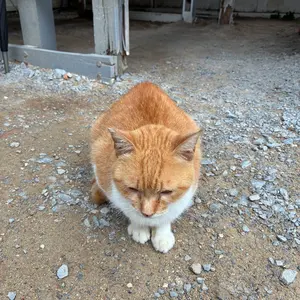 クロスタ 甘結もか LRPP サイン イクシード・ランページ クロス