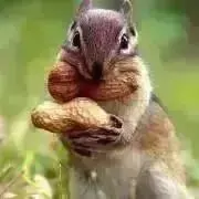 MTG 岩山炎の後継者、メイブル 日本語版レイズドfoil - メルカリ