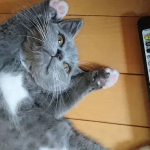 ELMO キャットフード ユリナリーケア 成猫用 4.4kg - メルカリ