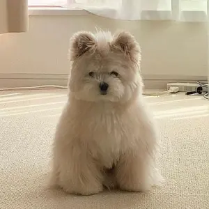 GENERATIONS 6IX SENSE クッション 片寄涼太 - メルカリ